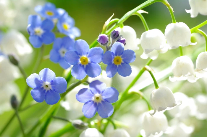 blue forget me not flowers and white lily of the valley 2k