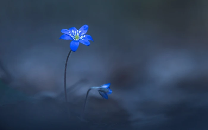 blue petaled flower two flowers selective focal photo plants 2k