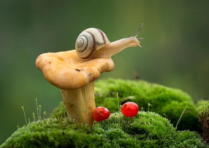 brown and white snail macro berries mushroom moss Fox plant 2k