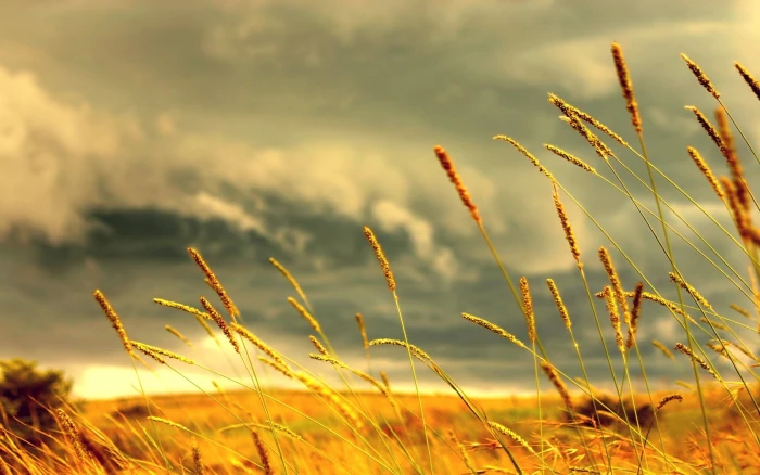 brown grass field selective focus photography of leaf 2k