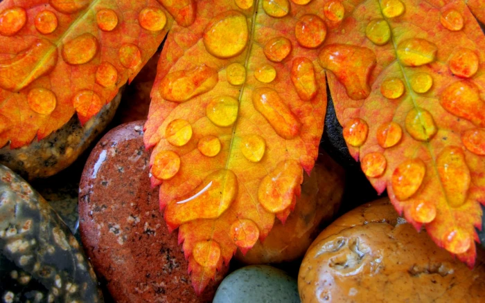 brown leaf macro nature leaves stones water drops backgrounds 2k
