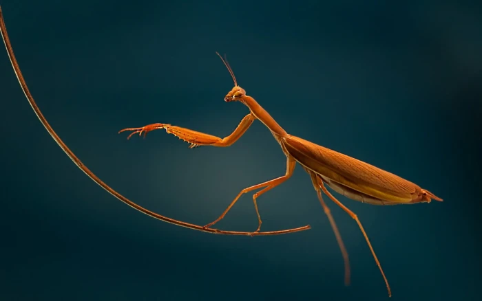 brown mantis macro insect one animal wildlife themes 2k