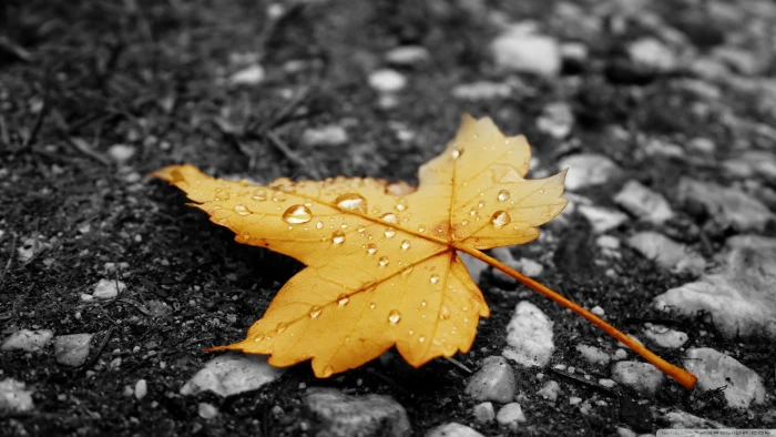 brown maple leaf nature leaves water drops selective coloring 2k