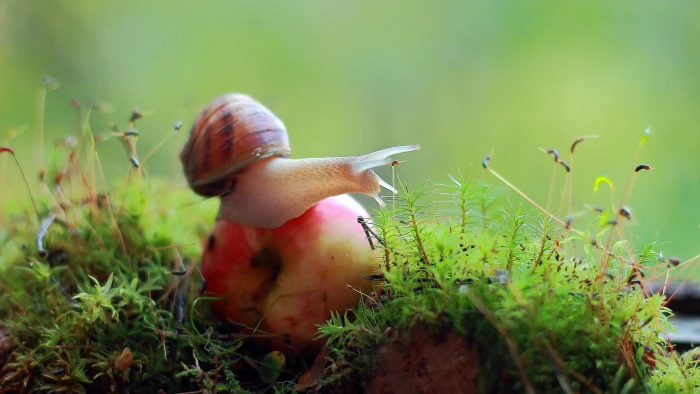 brown snail macro fruit moss plant growth green color field 2k