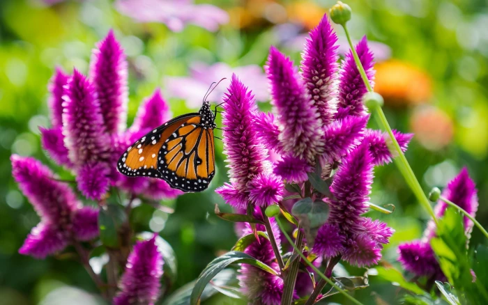 Butterfly with pink flowers insect macro 2k