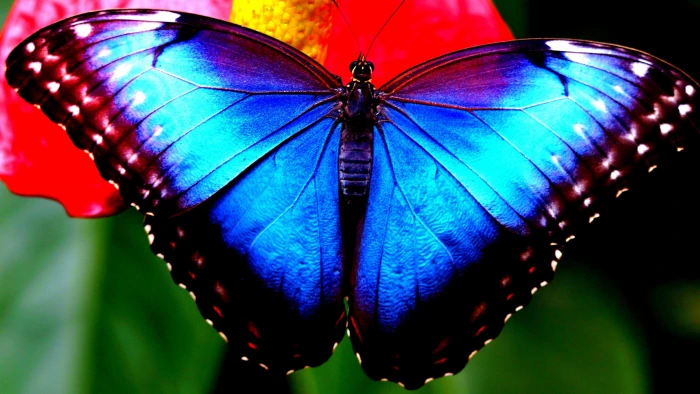 butterfly morpho menelaus macro photography close up 2k 4k