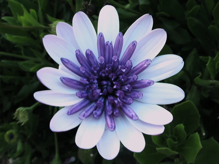 close image of purple and white petaled flower feira 2k 4k