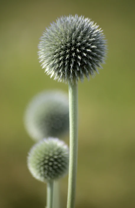 close up shot of dandelion flower Explored Natur nature plant 2k