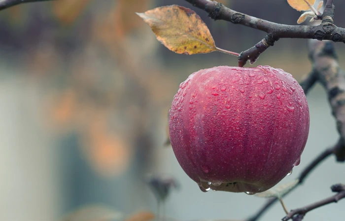 Close up of Fruits Hanging on Tree apple blur branch dew 2k 4k 5k