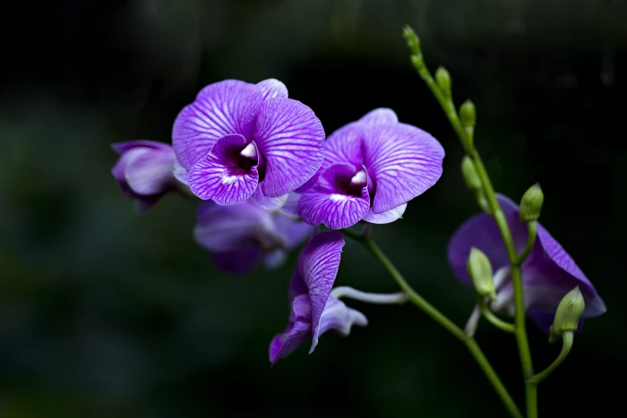 close up photo fo purple orchids Flora Flower Plant Nature 2k 4k 5k