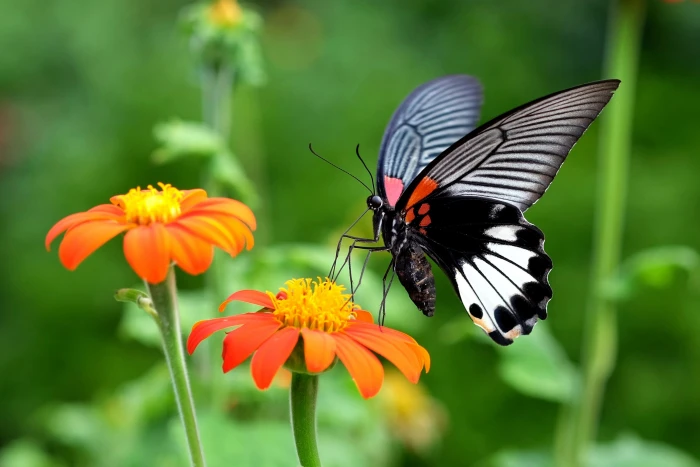 closeup photo of black and white Butterfly on flower Kadoorie Farm Botanic Garden 2k