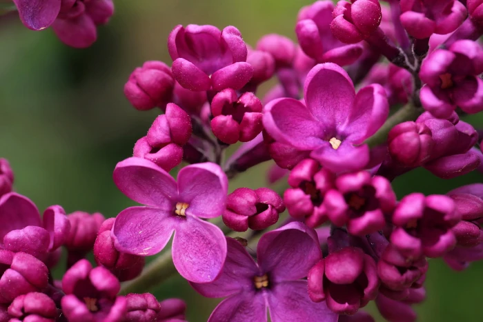 closeup photo of pink petal flowers nx samsung france nature 2k