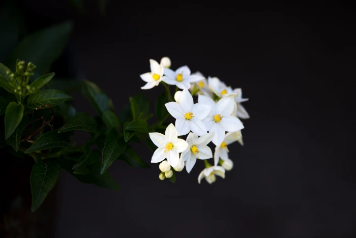 closeup photo of white petaled flowers clustered plant blossom 2k