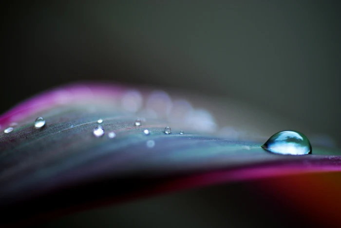 closeup photography of drop water Today morning lazy India 2k 4k