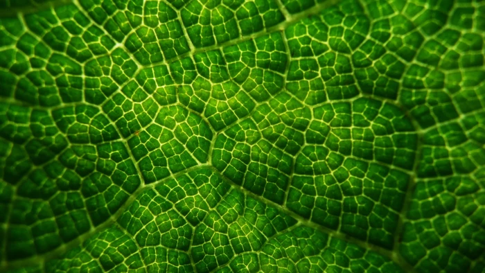 close up photography of green leaf Leafy Patterns Greens Leaves 2k