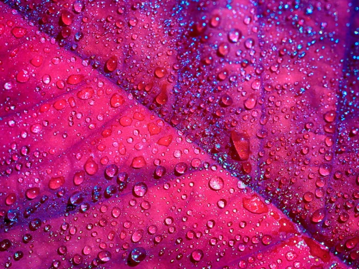 dewdrops on pink leaf Blatt Olympus OM D E Tokina