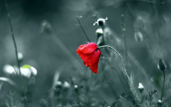 Flower Macro Blur Water Drops HD selective color photo of red rose 2k