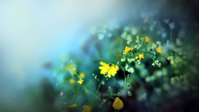 Flowers Macro Blur HD nature 2k