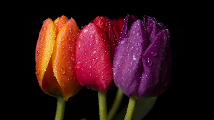 Flowers Macro Water Drops HD nature 2k