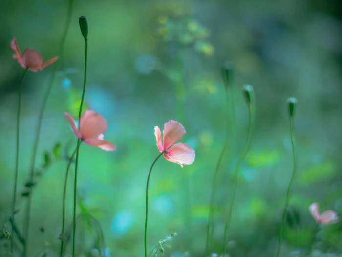 focus photography of pink petaled flower macro plants flowers 2k
