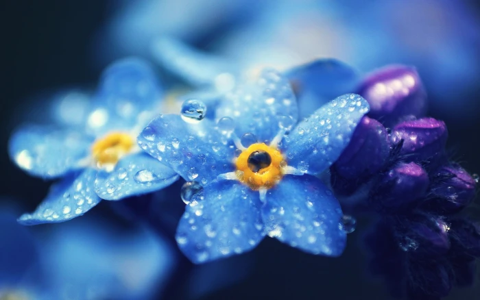Forget me nots blue flowers macro photography dew 2k