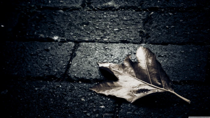 gray maple leaf closeup photo of brown macro leaves stones 2k 4k