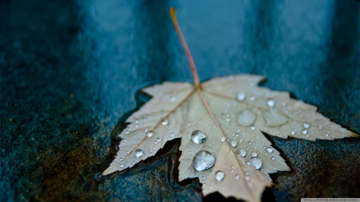 gray maple leaf nature macro leaves water drops close up 2k