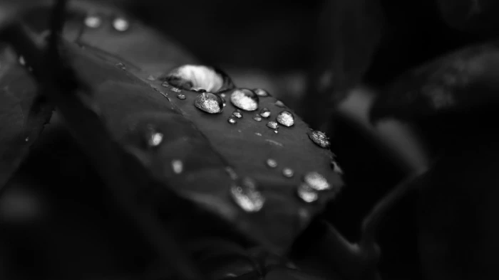 grayscale photo of water droplets on leaf monochrome drops