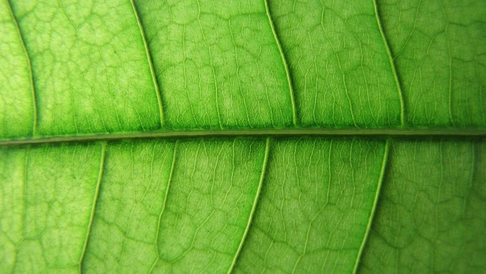 green and brown floral area rug nature leaves plants macro 2k