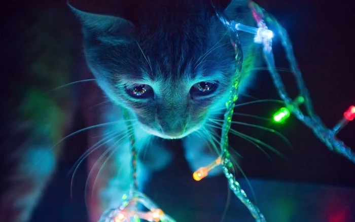 green and pink string lights shallow focus photography of orange Tabby cat 2k