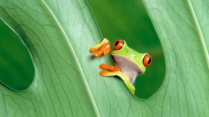 green frog leaves animals amphibian Red Eyed Tree Frogs nature 2k