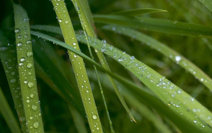 green grass nature water drops plants macro wet color 2k
