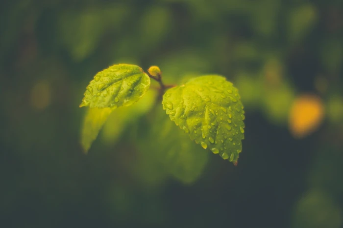 green leaf plant macro leaves blurred rain water drops photography 2k