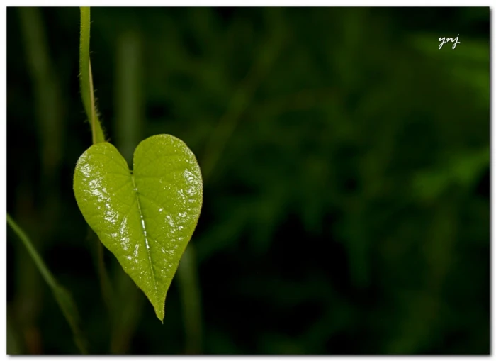 green leaf plant Nature heart pune maharashtra canon sigma