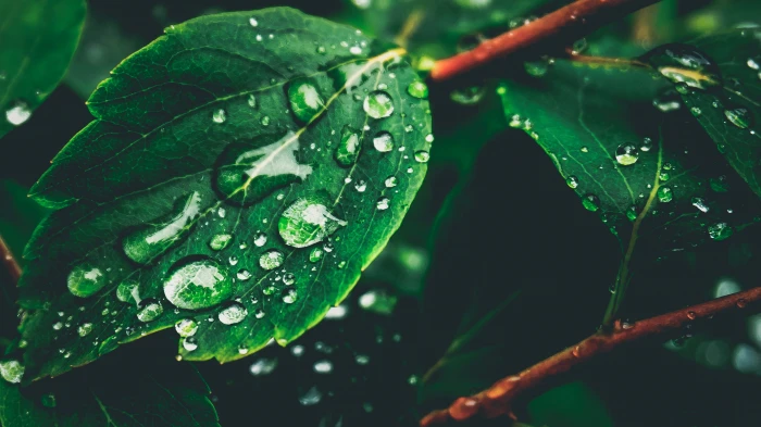 green leaf with water drops macro photography of dew on 2k 4k