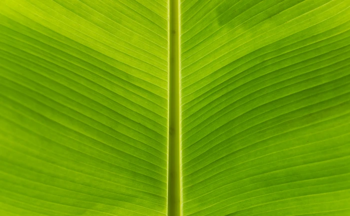 green leaf banana nature backgrounds plant close up 2k 4k 5k