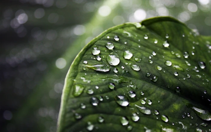 green leaf nature leaves water drops macro dew Color 2k