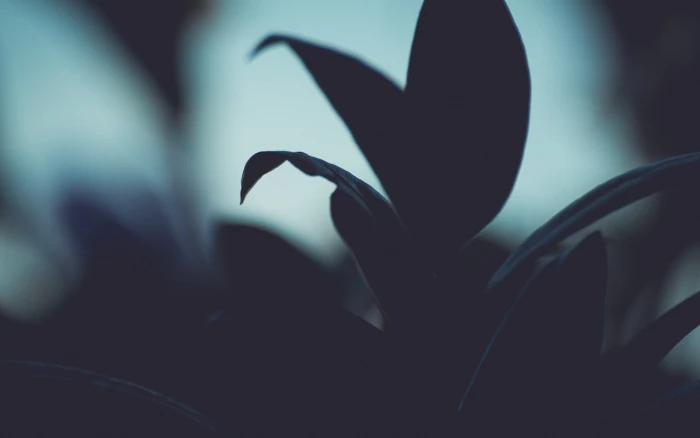 green leafed plant close up photo of silhouette flower nature 2k