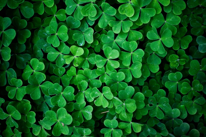 green leafed plant clover plants macro clovers Color 2k