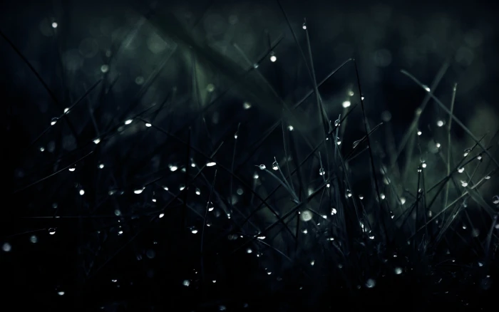 green leafed plant grass with water droplets dark macro 2k