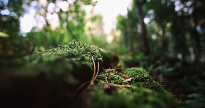 green leafed plant macro photography of moss on forest nature 2k 4k