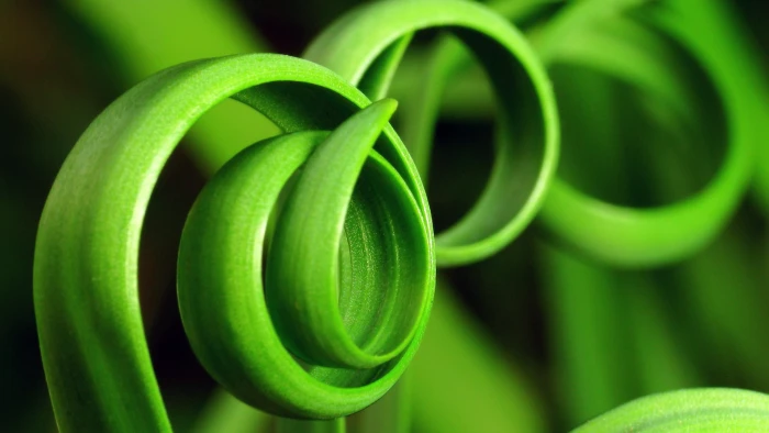 green leafed plant nature plants macro color close up 2k
