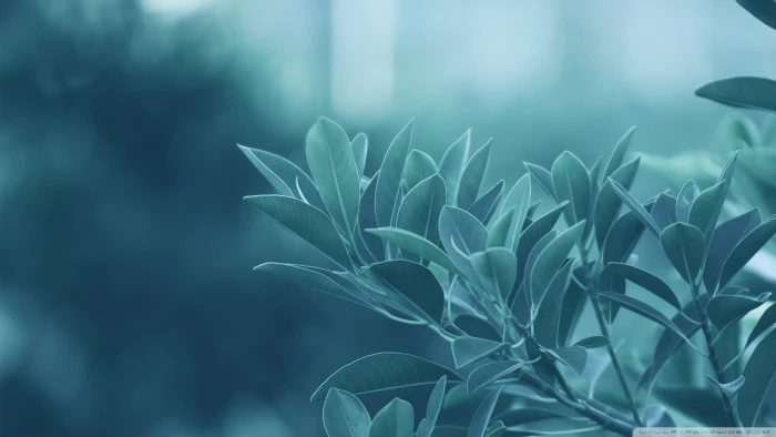 green leafed plant plants macro nature backgrounds close up 2k