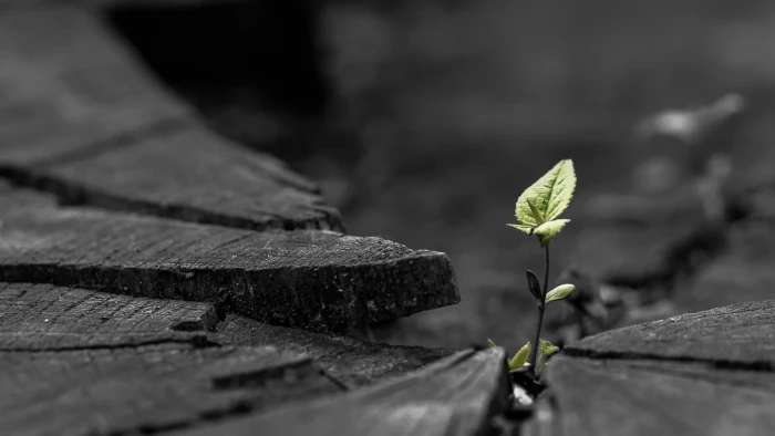 green leafed plant selective color of leaf nature 5 2k
