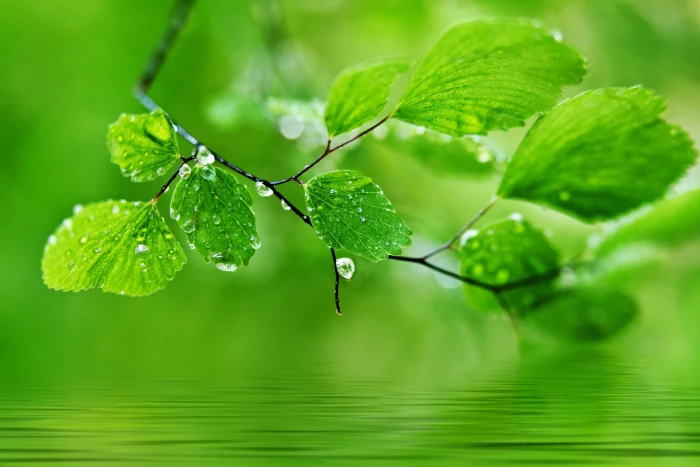 green leafed tree leaves drops nature macro Color 2k