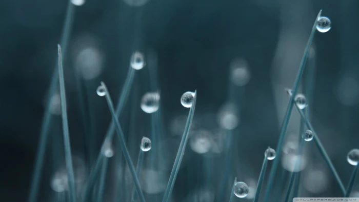 green leafs with water dew wallpaper grass 2k