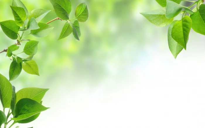 green leaves background tree leaf branch nature Color 2k