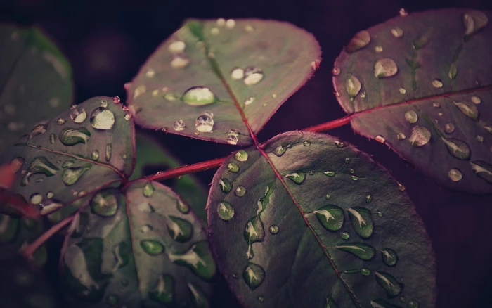 green leaves macro nature water drops leaf autumn close up 2k