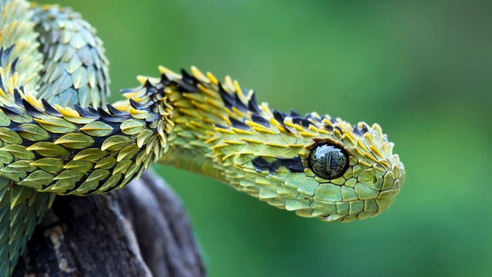 green snake selective focus photography of pit viper animals 2k