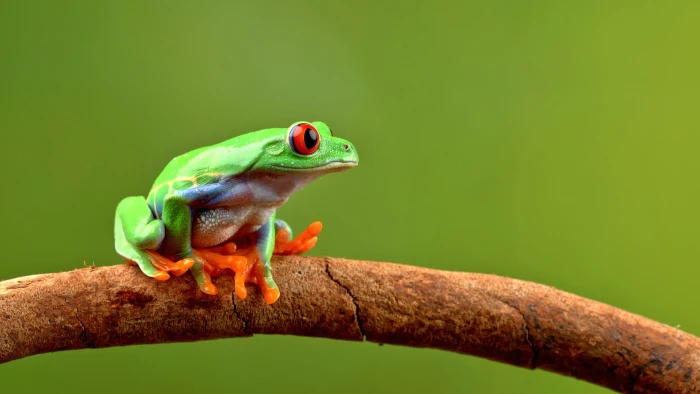 green toad on branch Hello Monday red eyed tree frog amphibian 2k 4k 5k